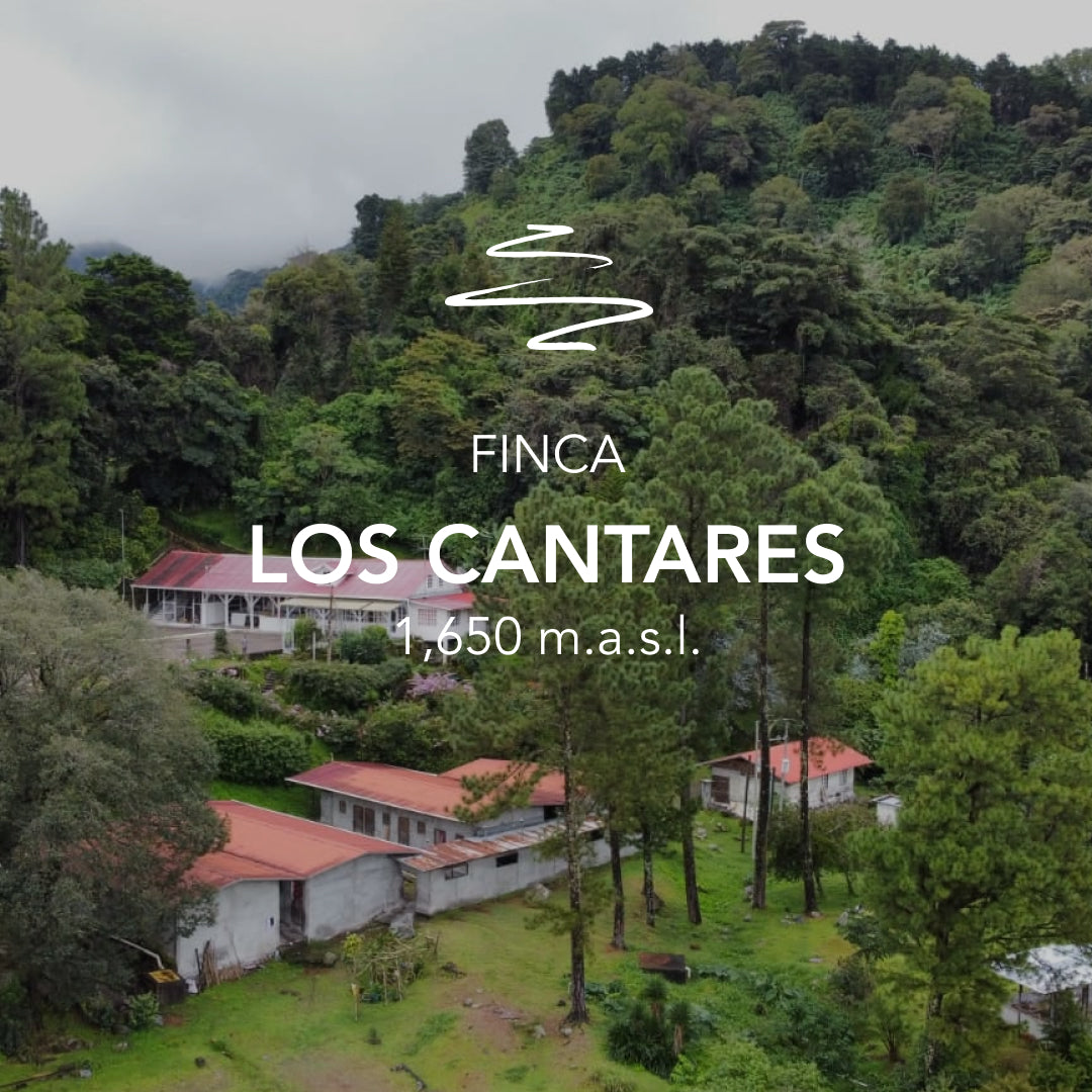 Encore! The Geisha Washed from Finca Los Cantares resounds loudly