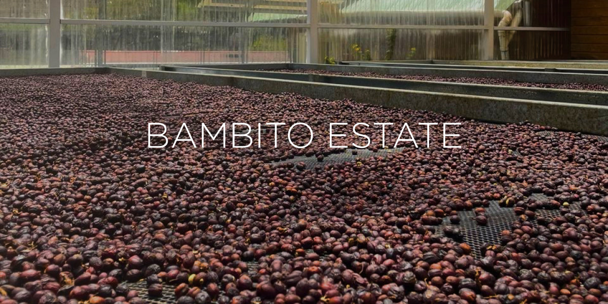 Dispatch 03 — Landscape, Community, and Coffee at Bambito Estate