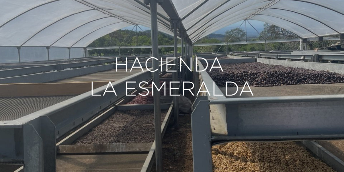 Dispatch 04 — Geography and the Impact of Time at La Esmeralda