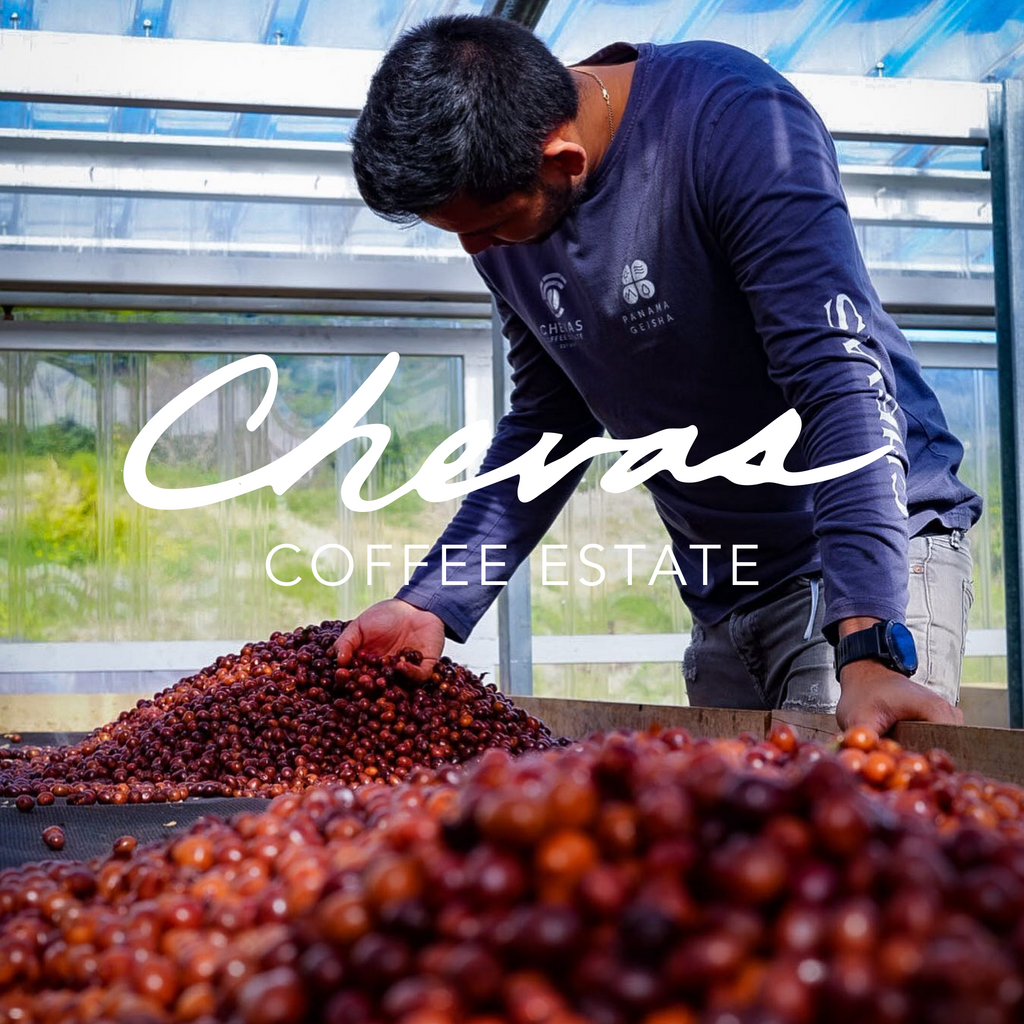 Floral or fruity – exploring two lots from Chevas Coffee Estate