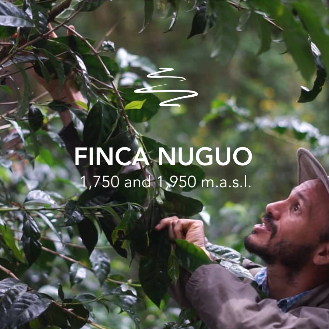 An outstanding micro lot from Pocho Gallardo’s Finca Nuguo