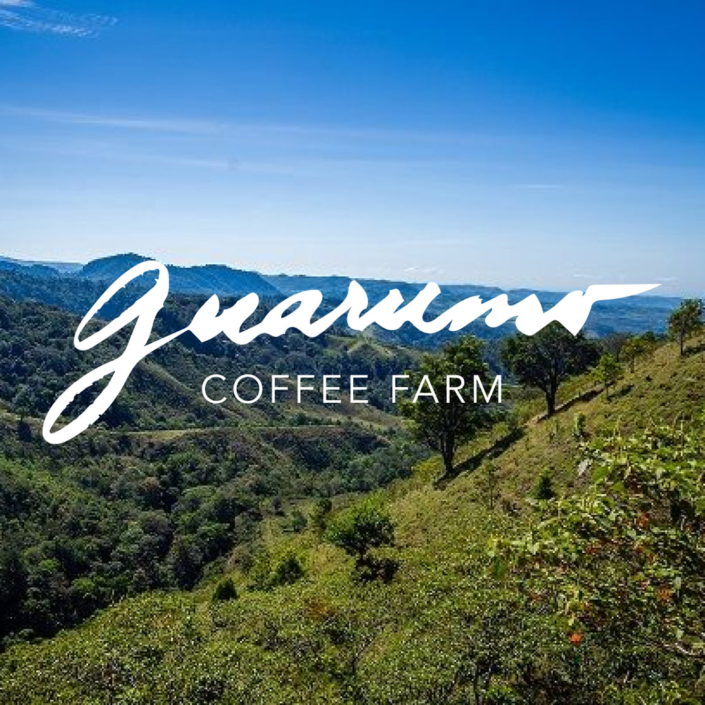 Taste the sunshine in a cup from Guarumo Coffee Farm, Geisha Natural