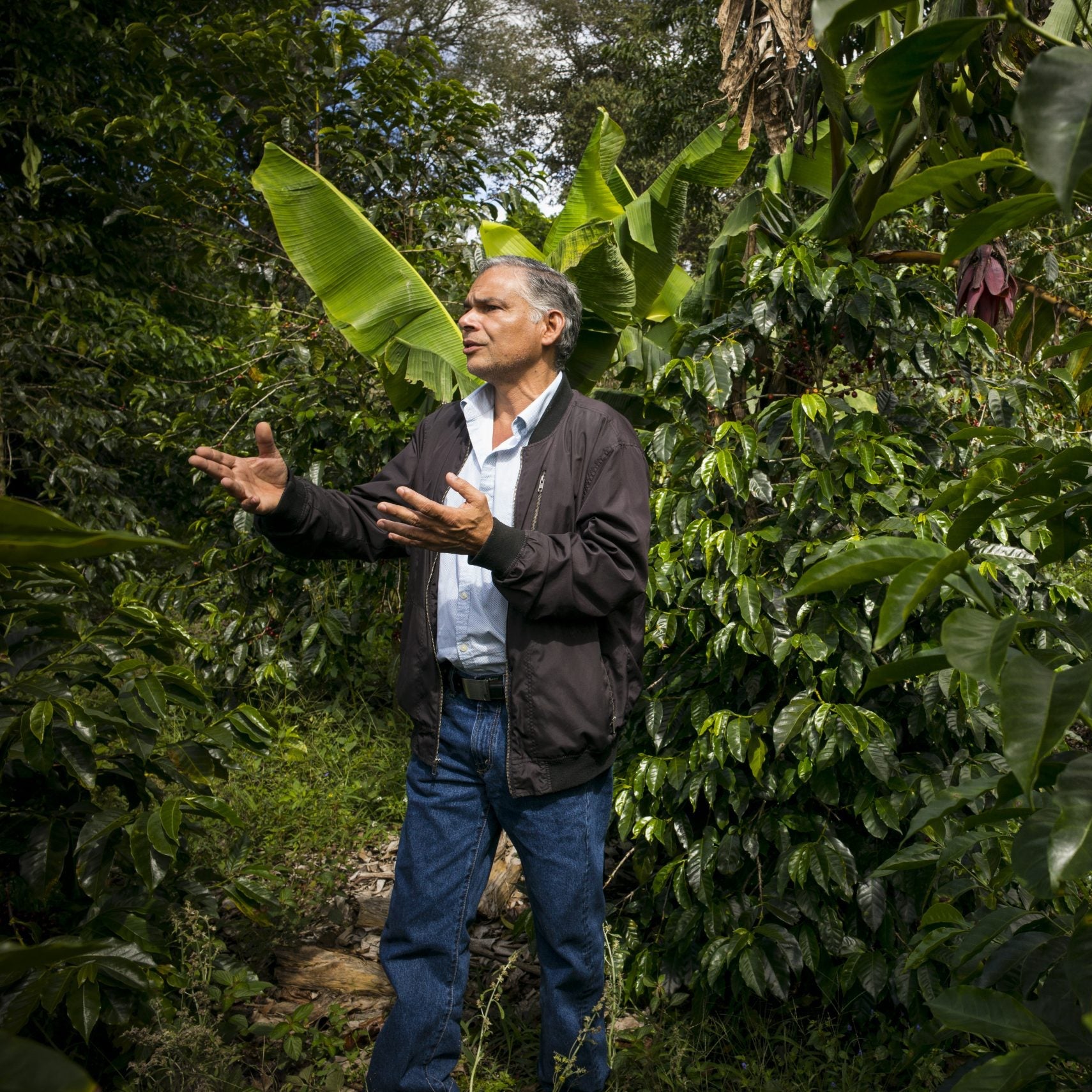Cuatro Caminos Coffee Estates – Caturra Natural - Jaramillo