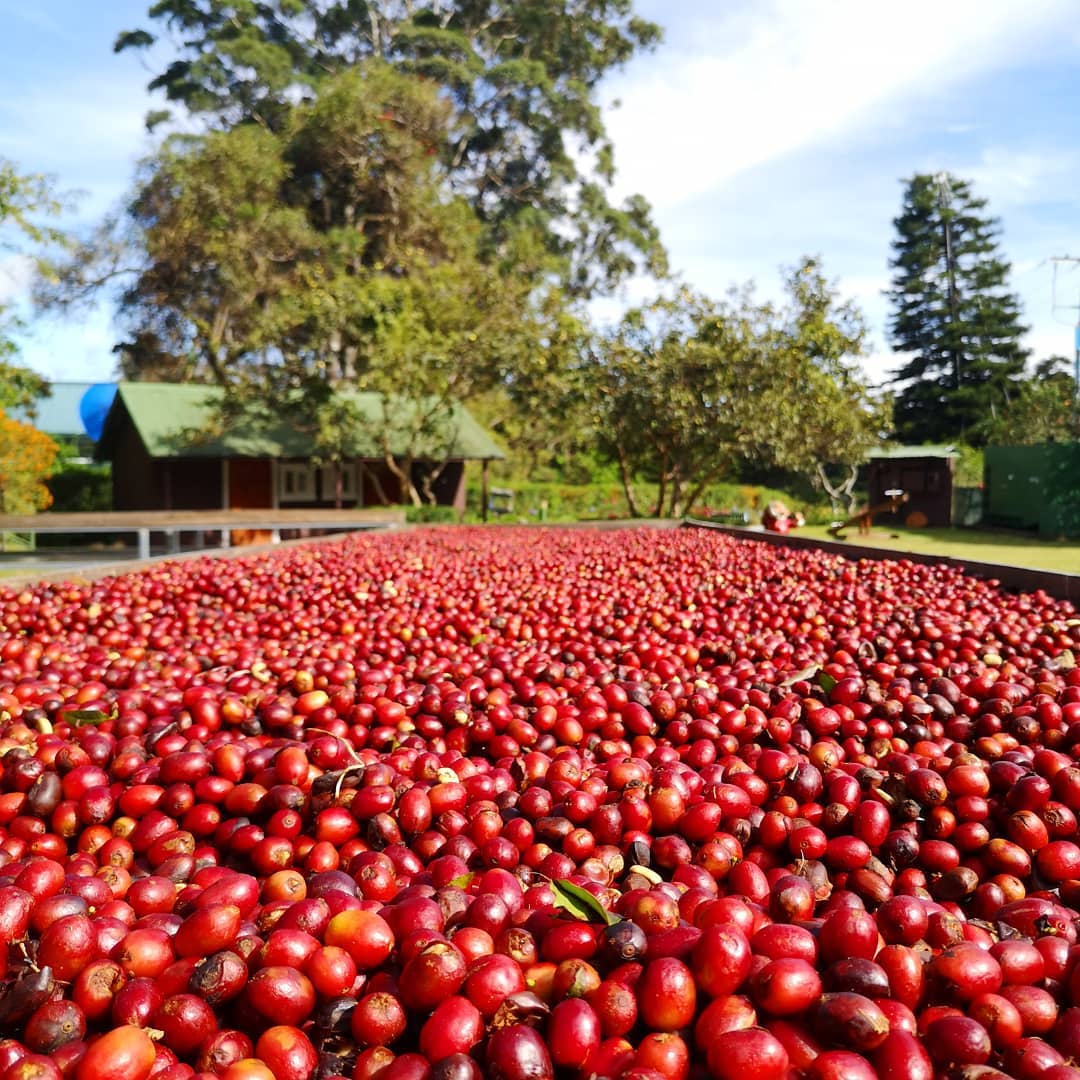 Finca Lérida – Esplendorosa Geisha Washed Lot 0422