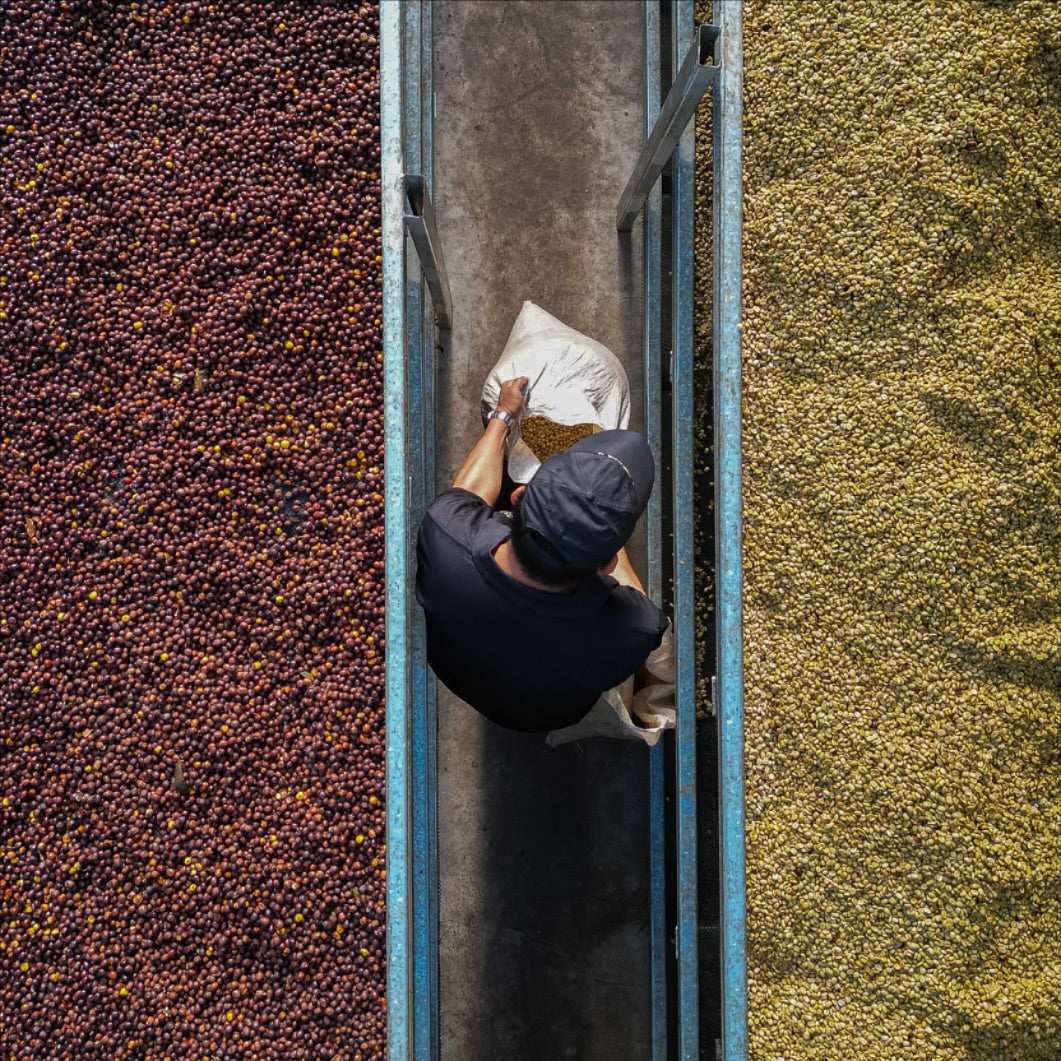 Bambito Estate Coffee Yellow Catuai Natural