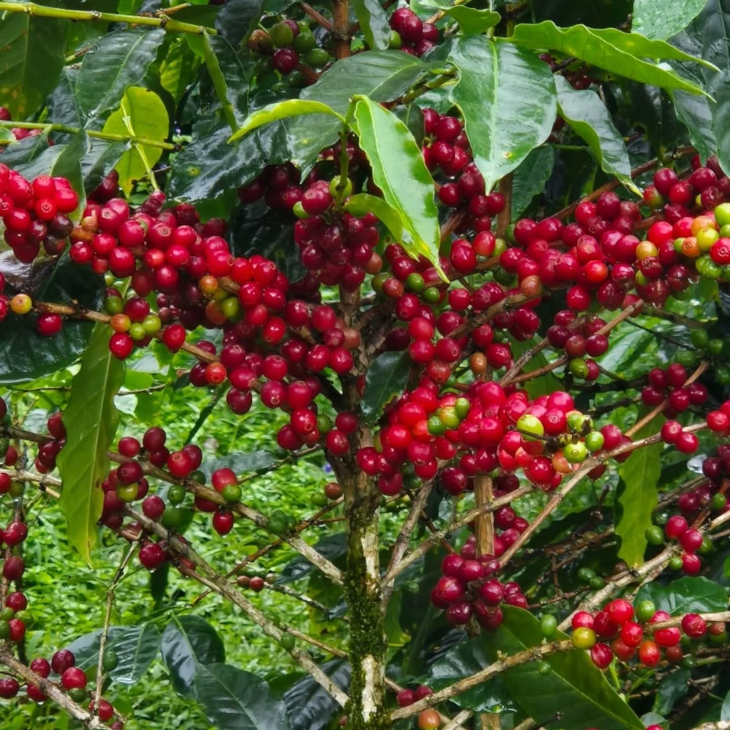 Finca Los Cantares Geisha Natural