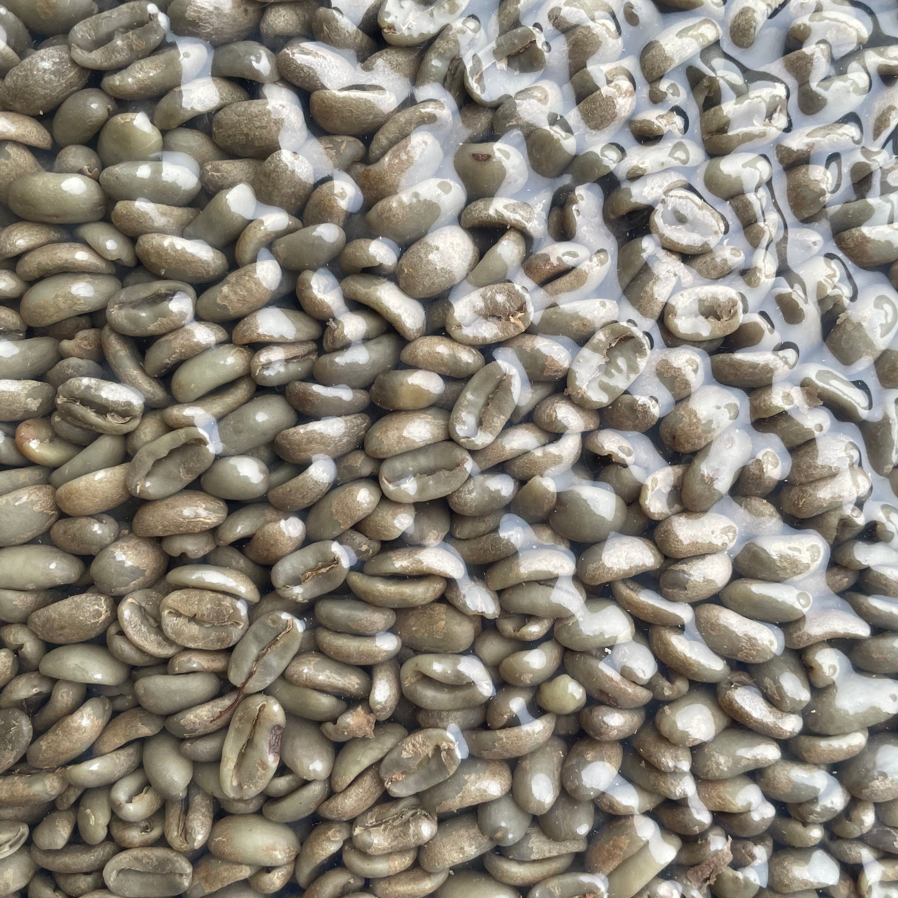 Deborah Geisha Carbonic Macerated Washed, Cascara Infused ECHO