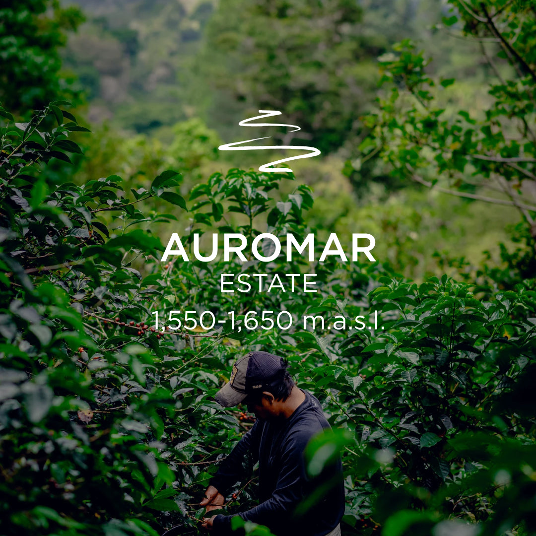 Auromar Estate Pacas Natural