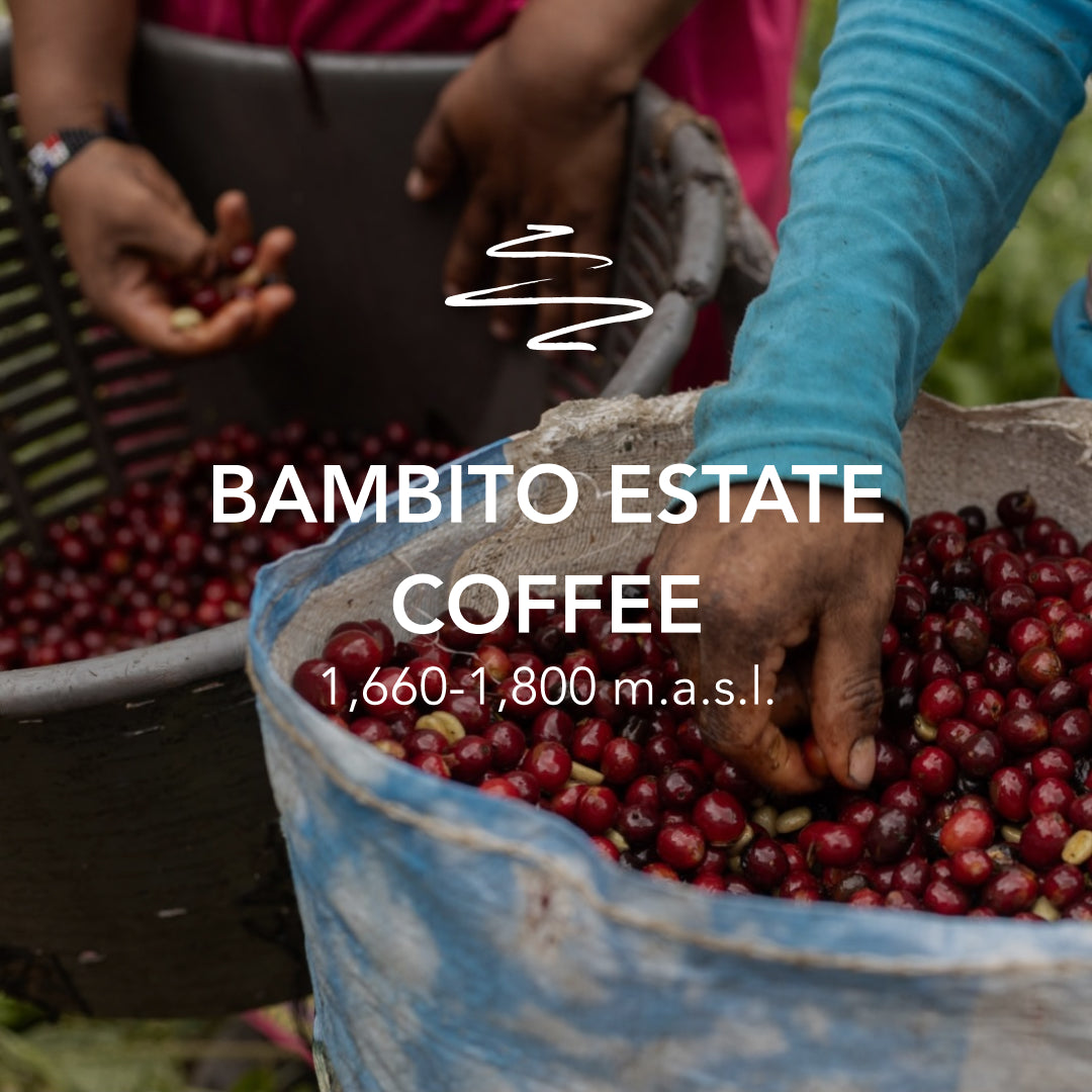 Bambito Estate Coffee Yellow Catuai Natural