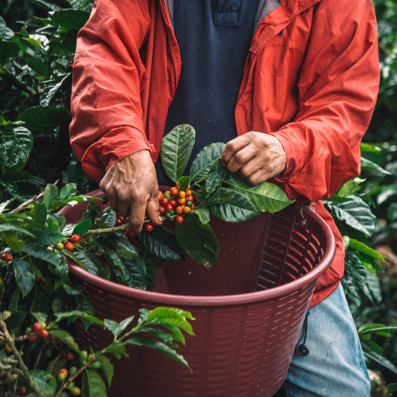 Finca Lérida – Esplendorosa Geisha Washed Lot 0422