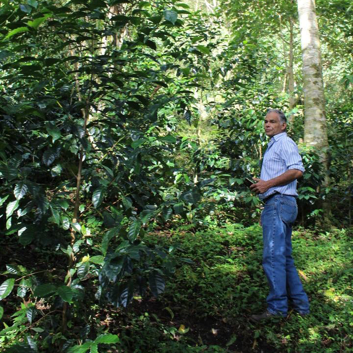 Cuatro Caminos Coffee Estates – Geisha Natural - Horqueta 2