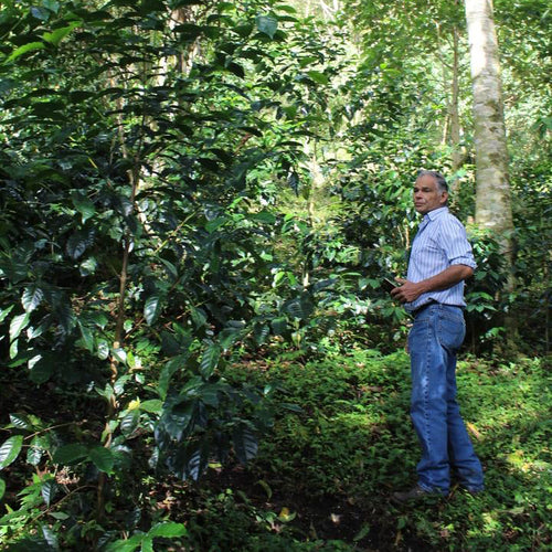 Cuatro Caminos Coffee Estates – Geisha Natural - Horqueta 2