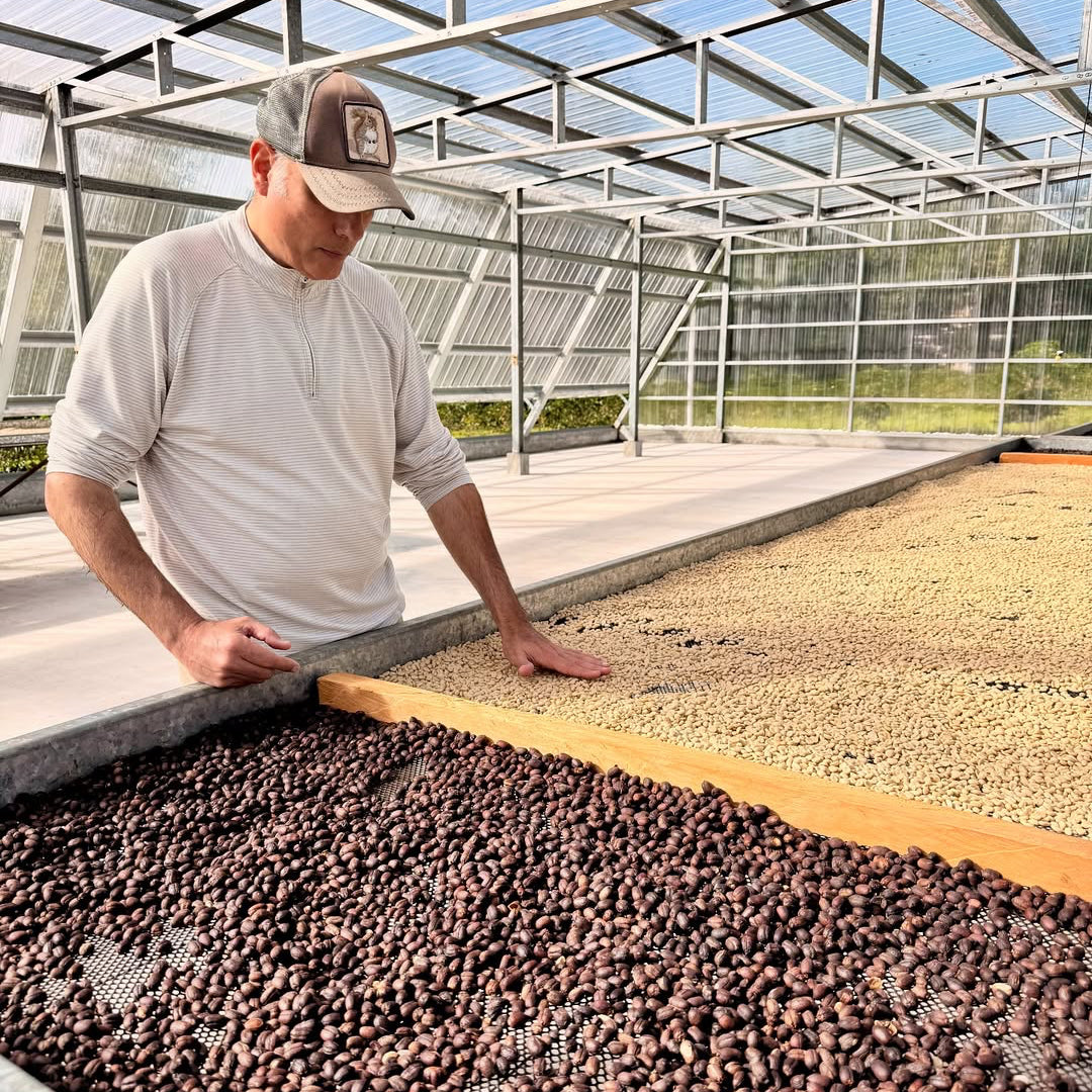 Person inspecting coffee beans in a greenhouse