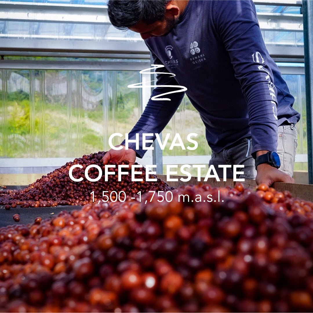 Chevas Geisha Washed – Constellation #353