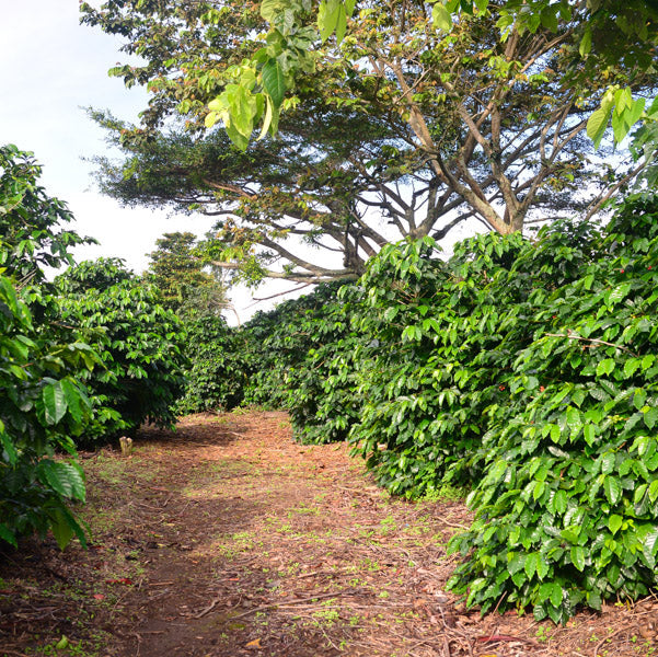 Cuatro Caminos Coffee Estates – La India Catuai Rojo Natural