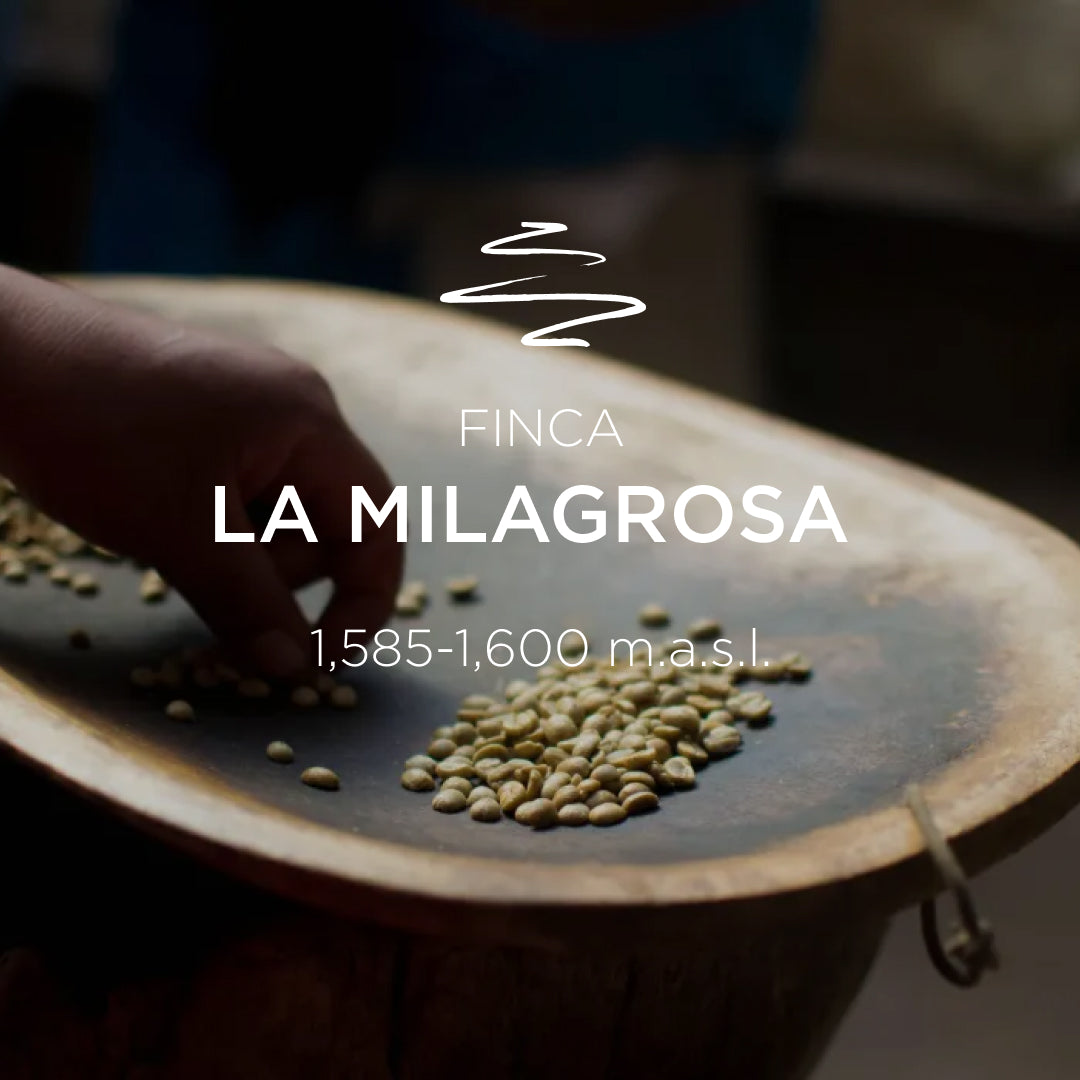 Finca La Milagrosa Geisha Natural