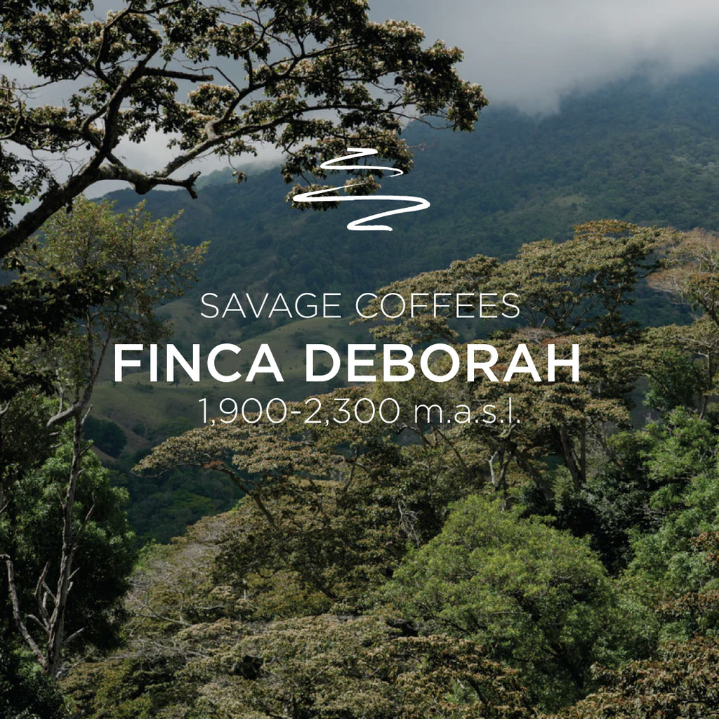 Deborah ECHO Geisha Carbonic Macerated Washed, Cascara Infused – 100g Roasted