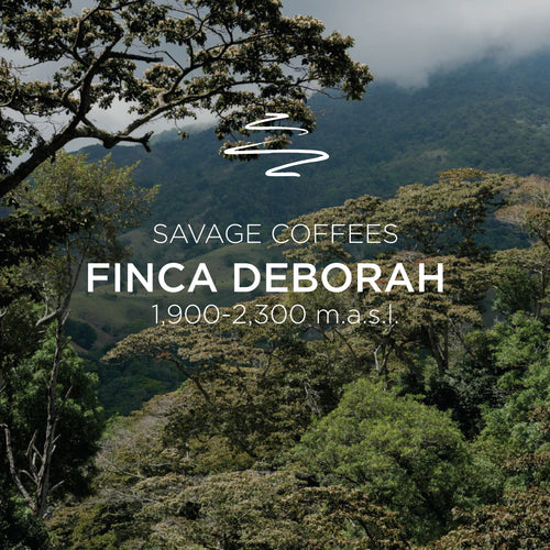 Deborah ECHO Geisha Carbonic Macerated Washed, Cascara Infused – 100g Roasted