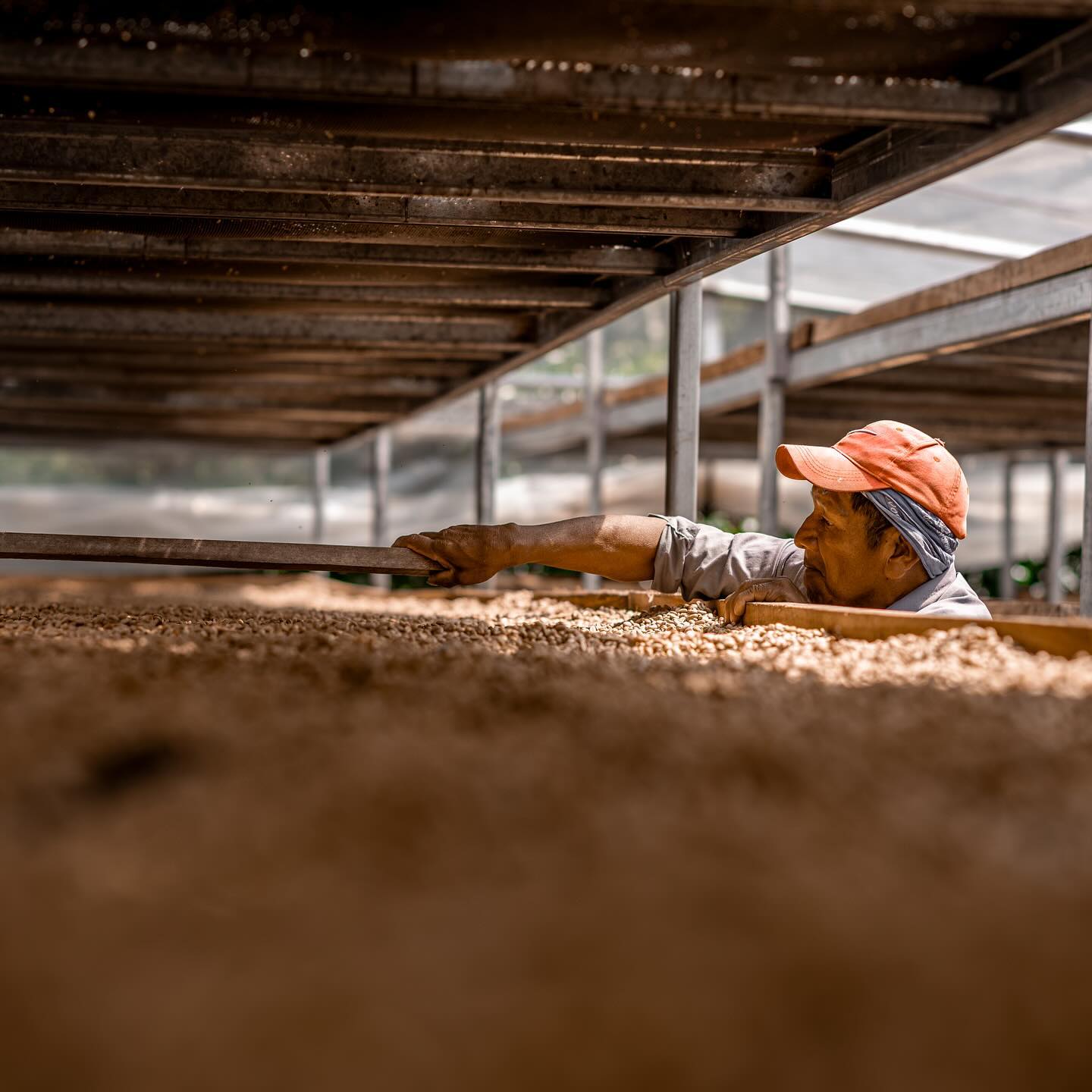 Auromar Estate Pacas Natural