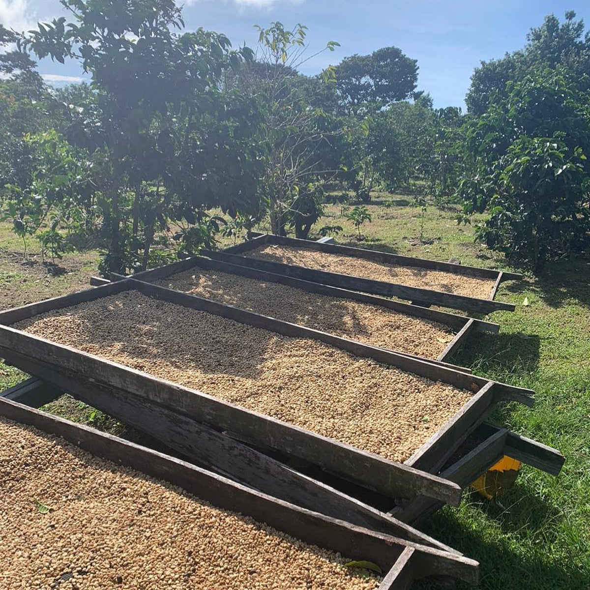 green coffee beans drying on African beds on a sunny day