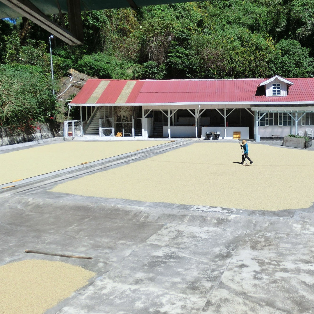 Finca Los Cantares Geisha Natural
