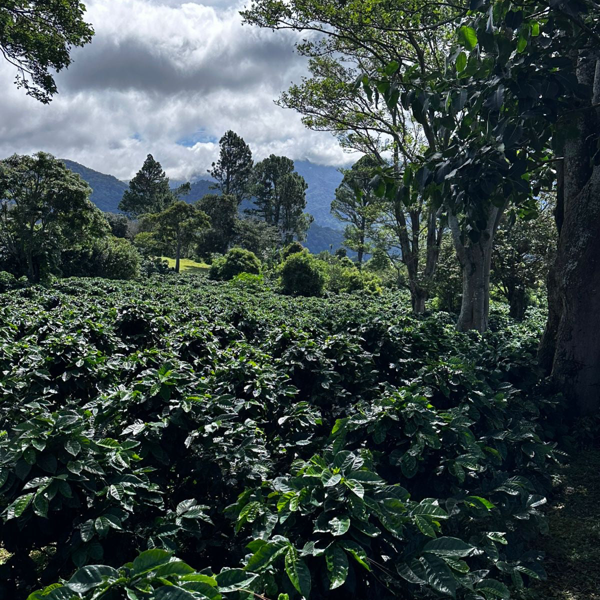 Coffee plantation with trees and mountains in the background