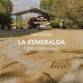 La Esmeralda – Jaramillo 6050 Noria 4FB Geisha Washed