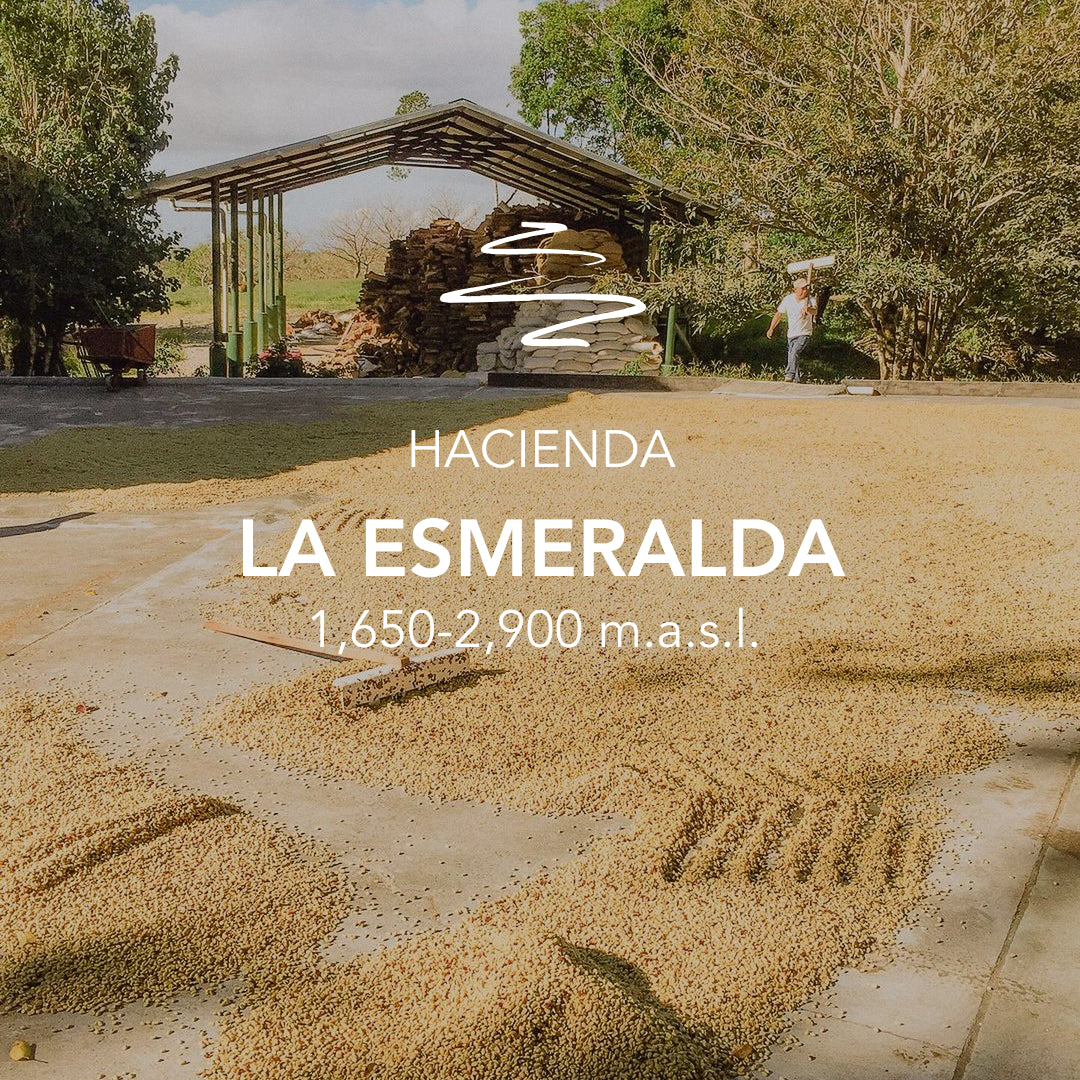 La Esmeralda – Cañas Verdes SL34 Washed SG 5730