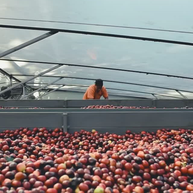 Person working with coffee beans in a large warehouse