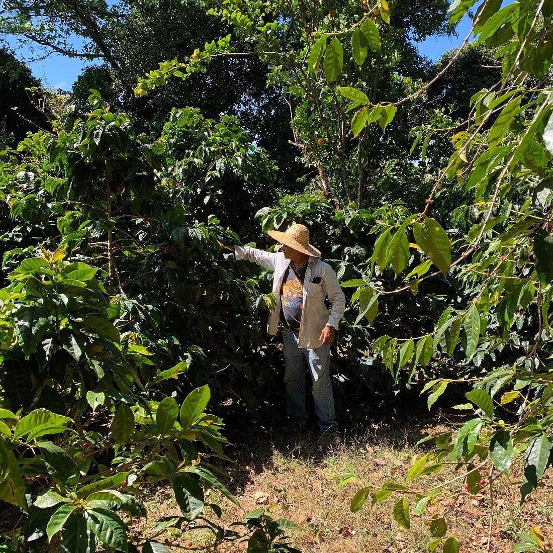 Person in a coffee plantation pointing at coffee plants
