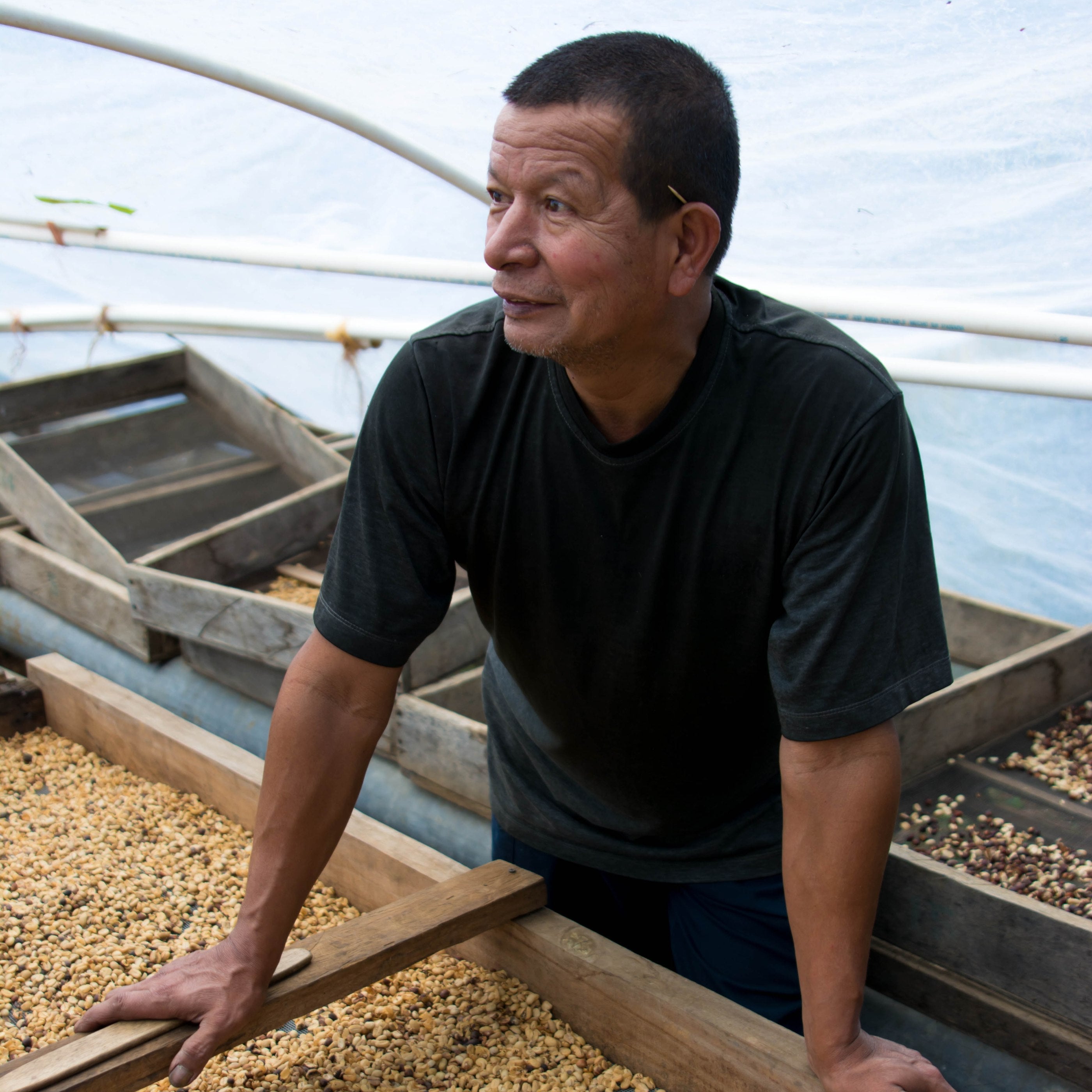 Man with drying coffee beans on African beds